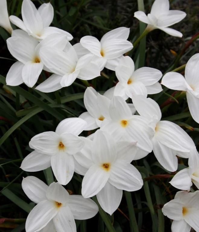 Zephyranthes DRUMMONDII