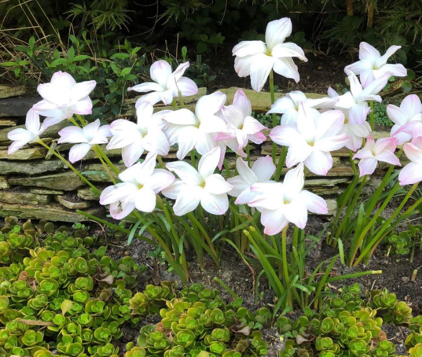 Zephyranthes DRUMMONDII