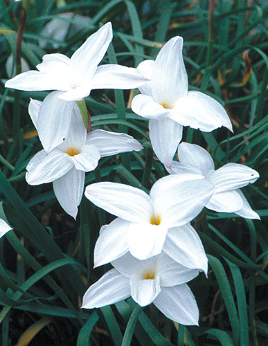 Zephyranthes DRUMMONDII