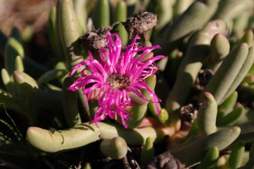 Cephalophyllum PULCHRUM