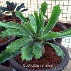 Euphorbia VENEFICA - Молочай Ведьма