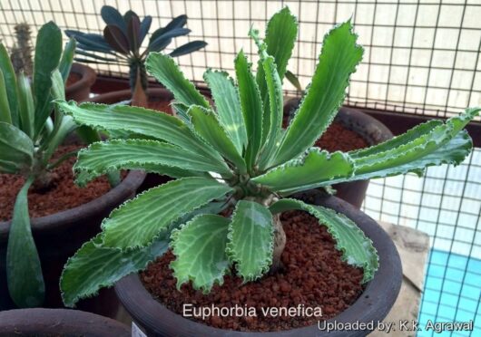 Euphorbia VENEFICA - Молочай Ведьма