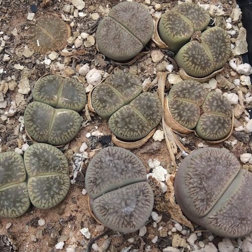 Lithops AUCAMPIAE Green River C54A