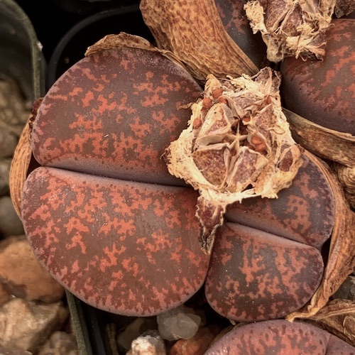Lithops LESLIEI Fred’s Redhead
