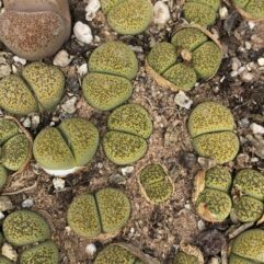 Lithops TERRICOLOR Speckled Gold C345A