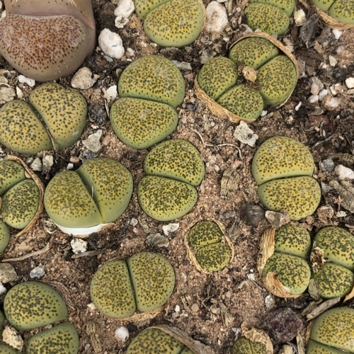 Lithops TERRICOLOR Speckled Gold C345A
