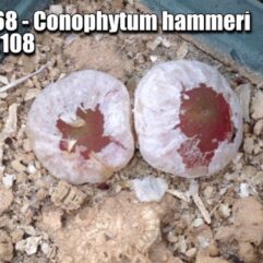 Conophytum HAMMERI SH2108