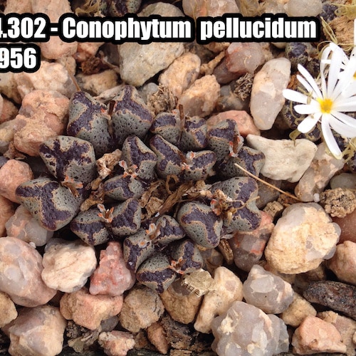 Conophytum PELLUCIDUM SH1956