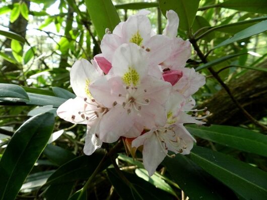 Rhododendron MAXIMUM