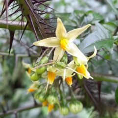 Solanum ATROPURPUREUM