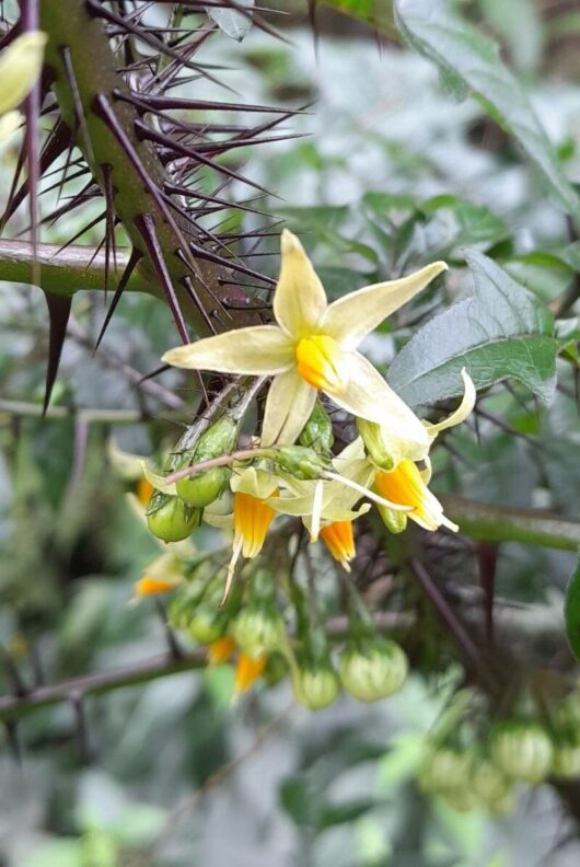 Solanum ATROPURPUREUM
