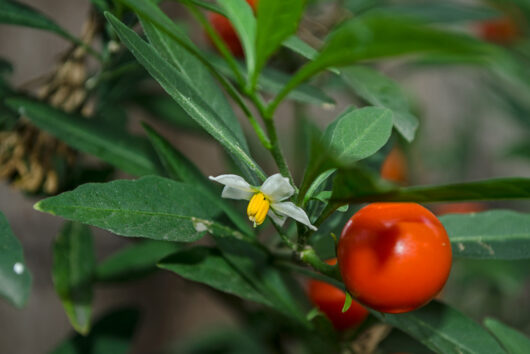 Solanum PSEUDOCAPSICUM