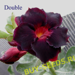 Adenium Obesum Double Flower NEW-51