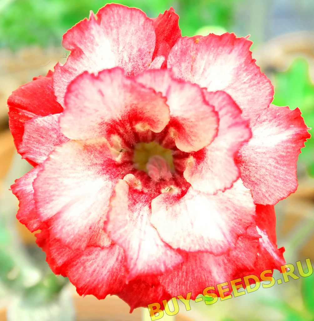 Adenium Obesum Triple Flower NEW-150