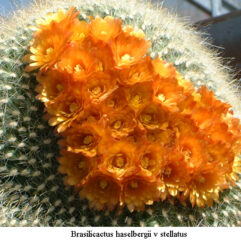 Brasilicactus HASELBERGII v STELLATUS