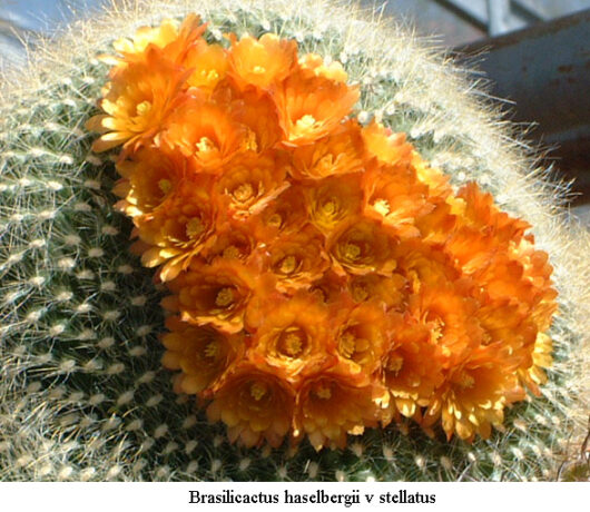 Brasilicactus HASELBERGII v STELLATUS