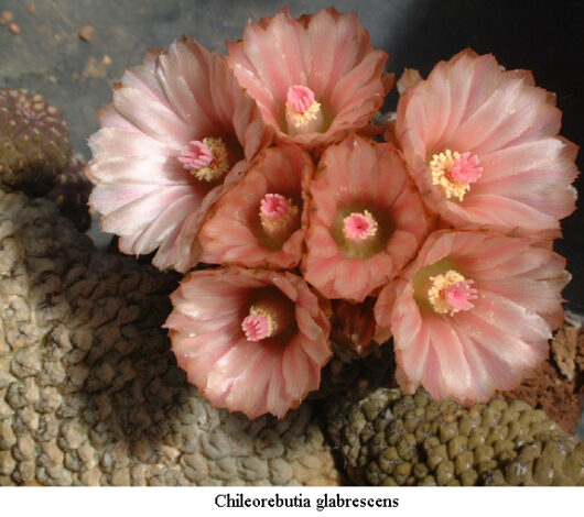 Chileorebutia GLABRESCENS