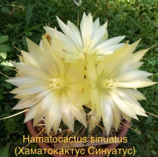Hamatocactus SINUATUS - Хаматокактус Синуатус