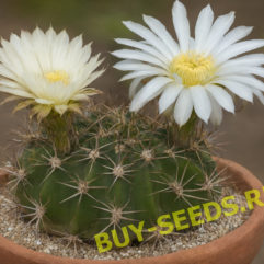 Acanthocalycium SPINIFLORUM v MACRANTHUS VG573