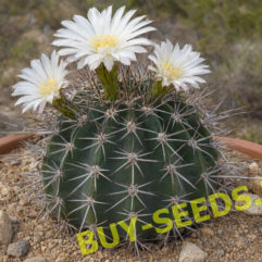 Acanthocalycium SPINIFLORUM VG1087
