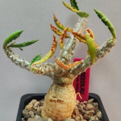 Euphorbia CAPSAINTEMARIENSIS