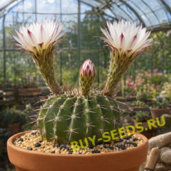 Acanthocalycium SPINIFLORUM VG1270